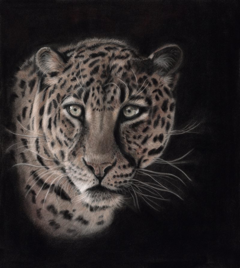 Maha Beautiful Eyes Leopard Ltd Ed Print