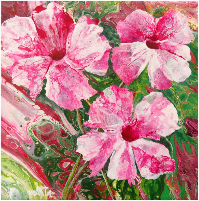 Sturt’s Desert Rose