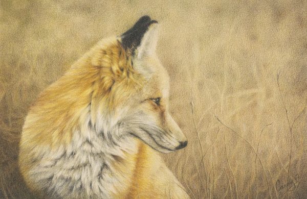 Foxprinta4oldoriginal