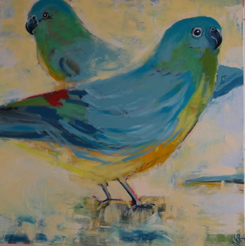 Red rump grass parrots