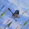 Crop Blue Wren Springtime Celebration!