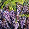 Wisteria Adelaid Ebotanic Gardens Chosen1a