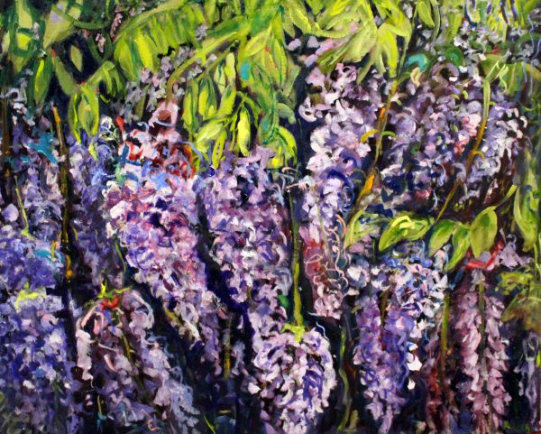 Wisteria Adelaid Ebotanic Gardens Chosen1a