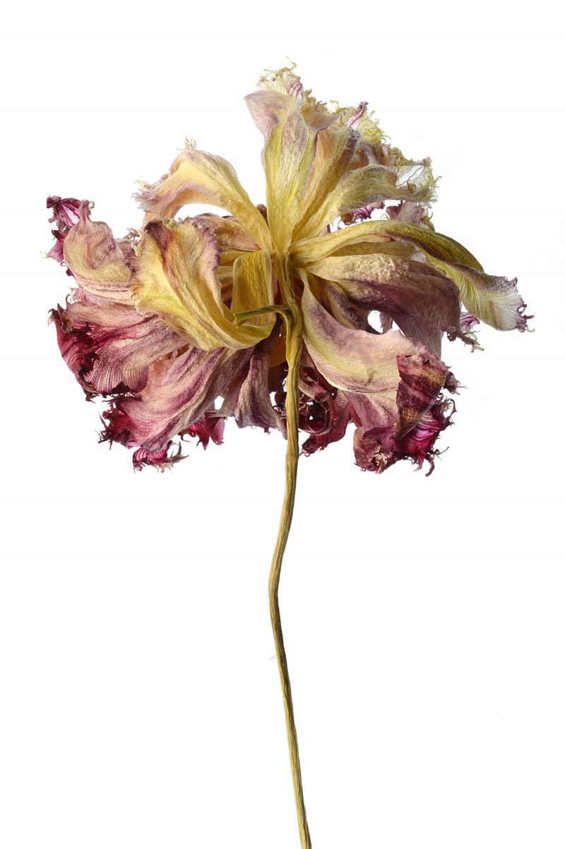 Beauty in Death  Still Life Photography