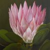 Kim Rees Pink Protea