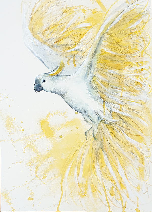 Flight of the Sulphur Crested Cockatoo