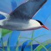 Not So Common Tern.detail