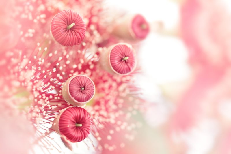 Eucalyptus Blossom Buds 1 — Ltd Ed Print