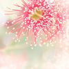 Eucalypt Blossom Study 4