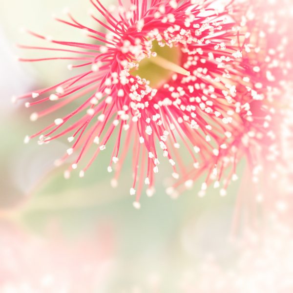 Eucalypt Blossom Study 4