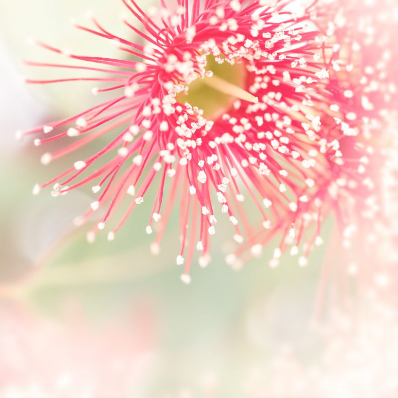Eucalyptus Blossom Study