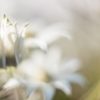 Flannel Flower Dream 3