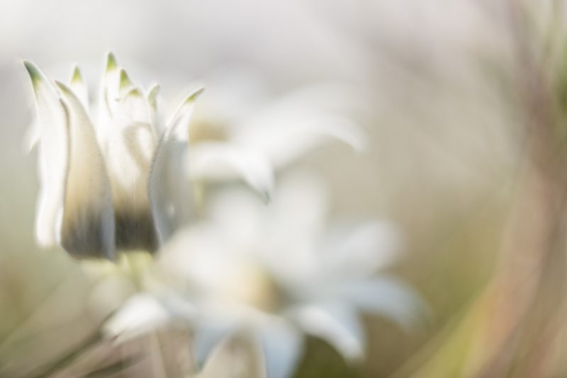 Flannel Flower Dream 3 — Ltd Ed Print