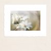 Flannel Flower Dream 3 Paper