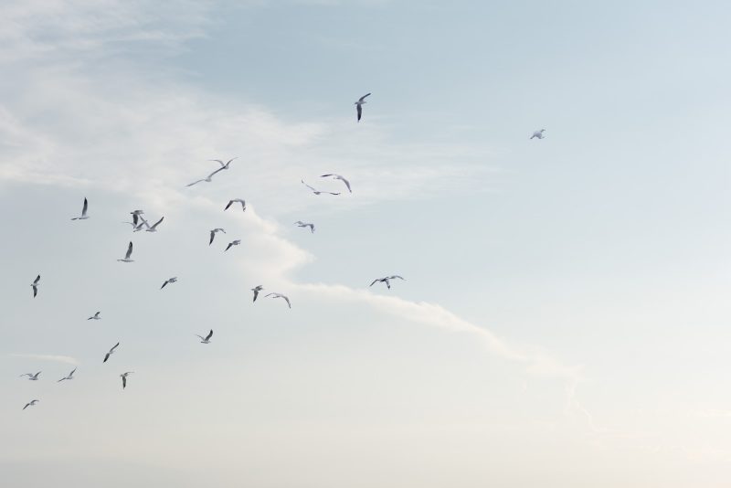 Free Flight — Ltd Ed Print