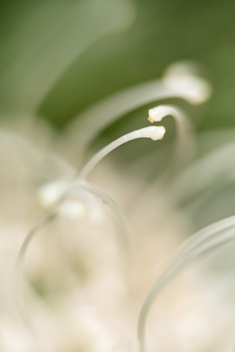 Grevillea Conversation — Ltd Ed Print