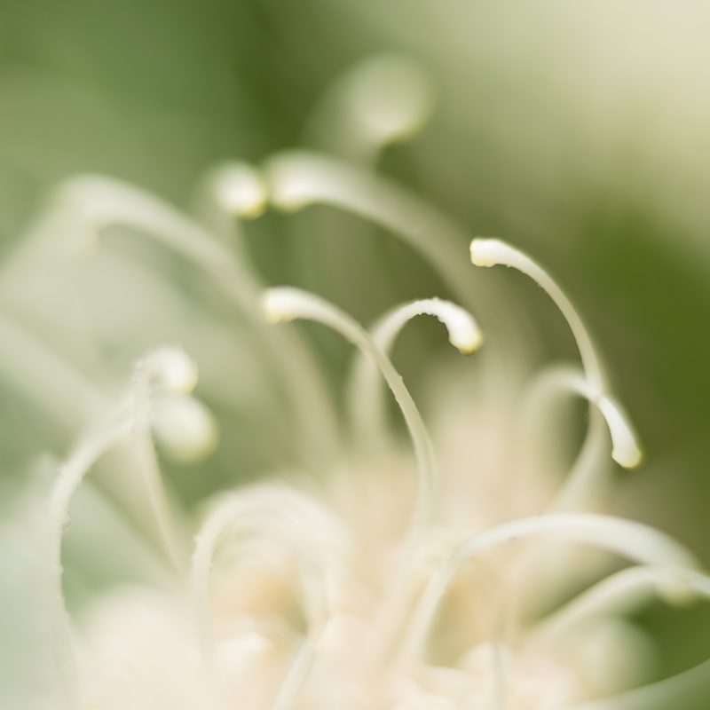 Grevillea Encounter — Ltd Ed Print