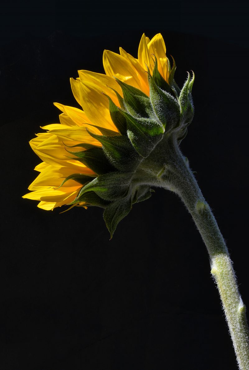 Sunflower ~ Still Life Floral Photography
