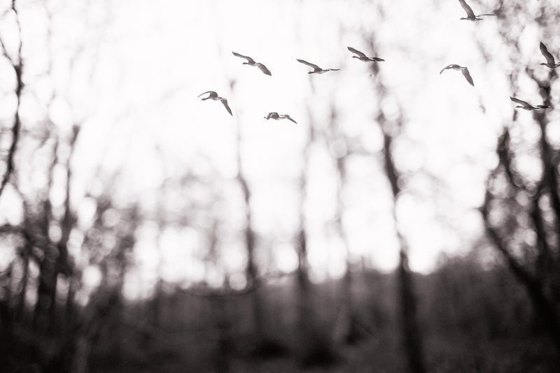 Winter Flight — Ltd Ed Print