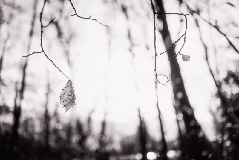 Winter in the Woods — Ltd Ed Print