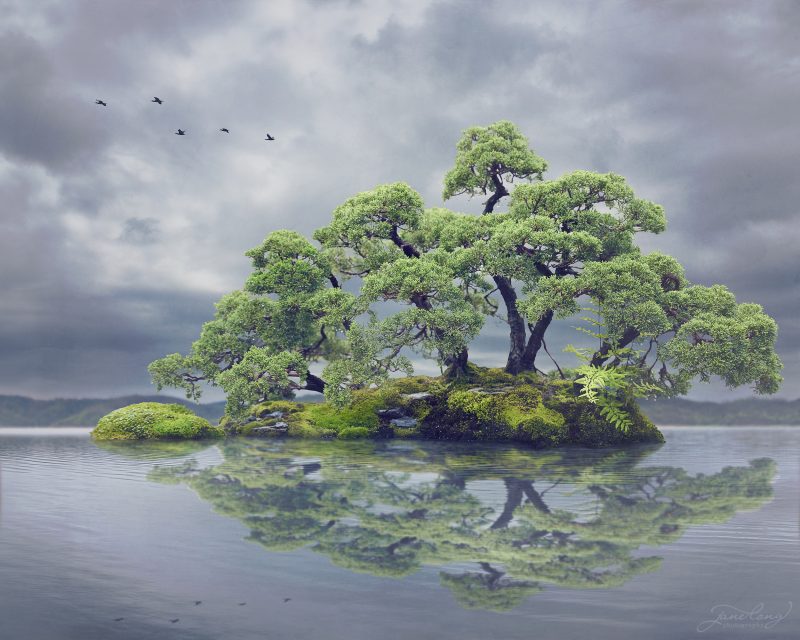 Wild Bonsai – Chinese Juniper