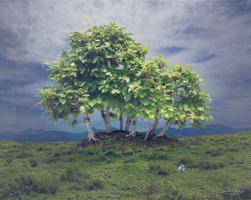 Wild Bonsai – European Beech