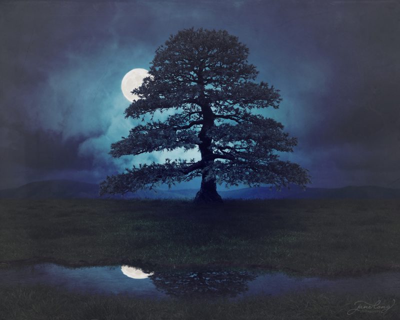 Wild Bonsai – Himalayan Cedar