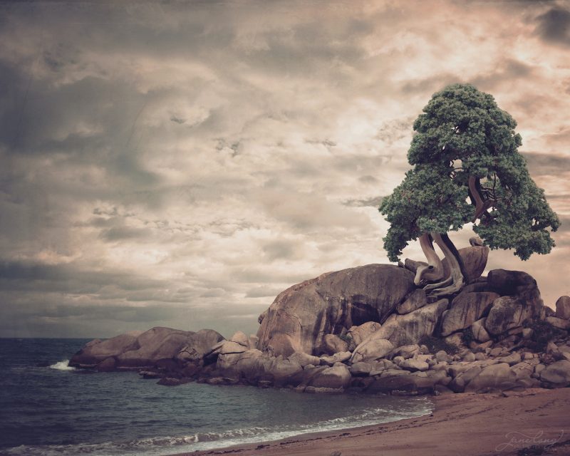 Wild Bonsai – Japanese Garden Juniper