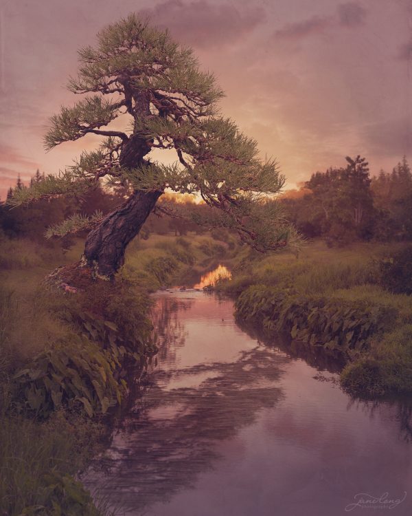 Wb Japanese Red Pine