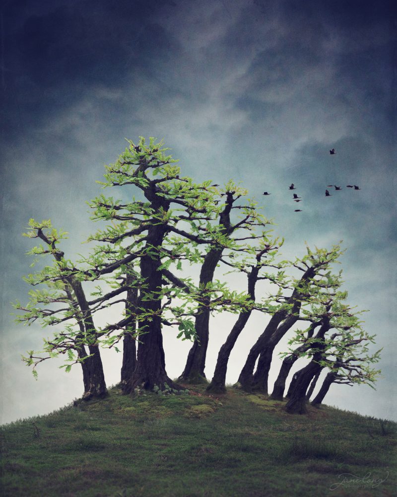 Wild Bonsai – Montezuma Bald Cypress