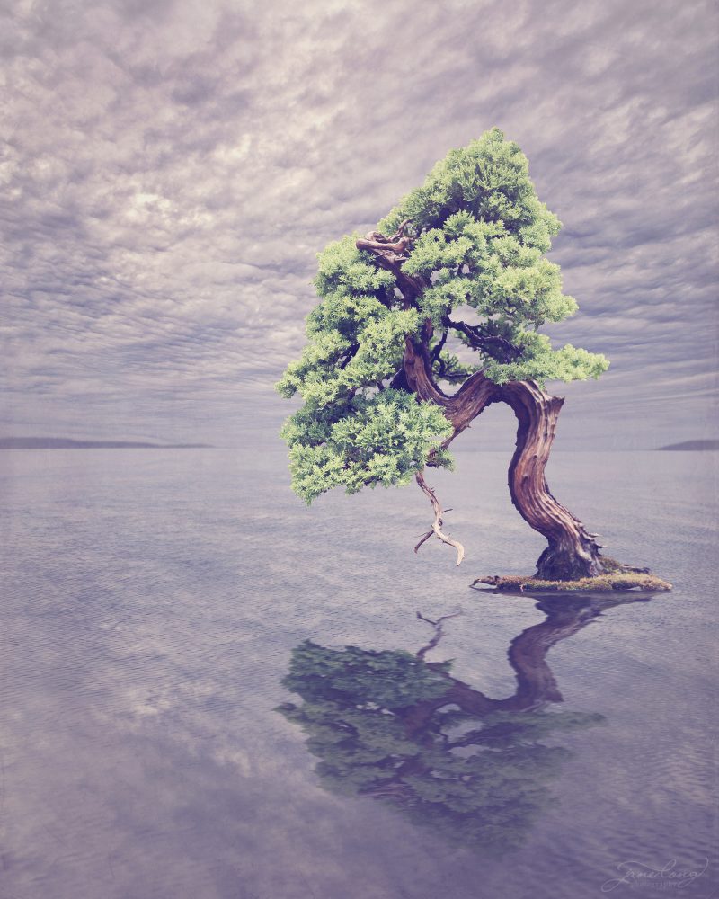 Wild Bonsai – Nepal Juniper