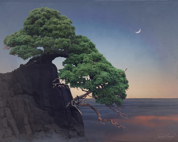 Wb Prostrate Nepal Juniper 2