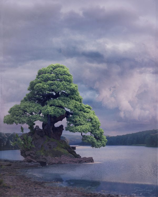 Wb Prostrate Nepal Juniper