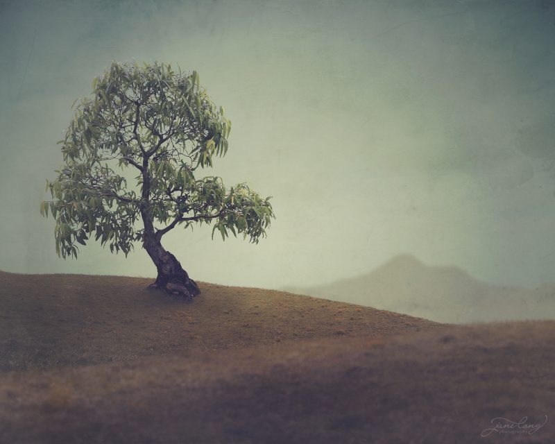 Wild Bonsai – Smooth Barked Apple Gum