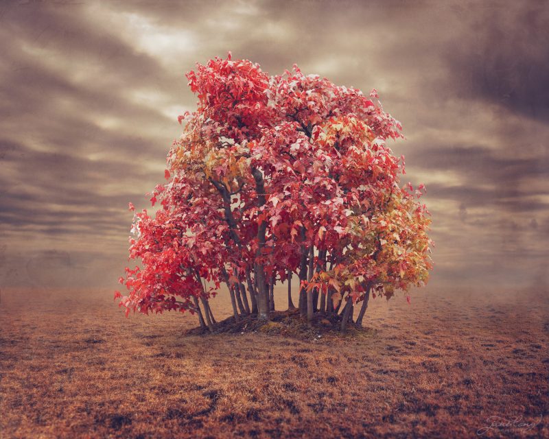 Wild Bonsai – Trident Maple