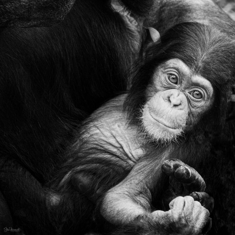 Chimpanzee – The Future