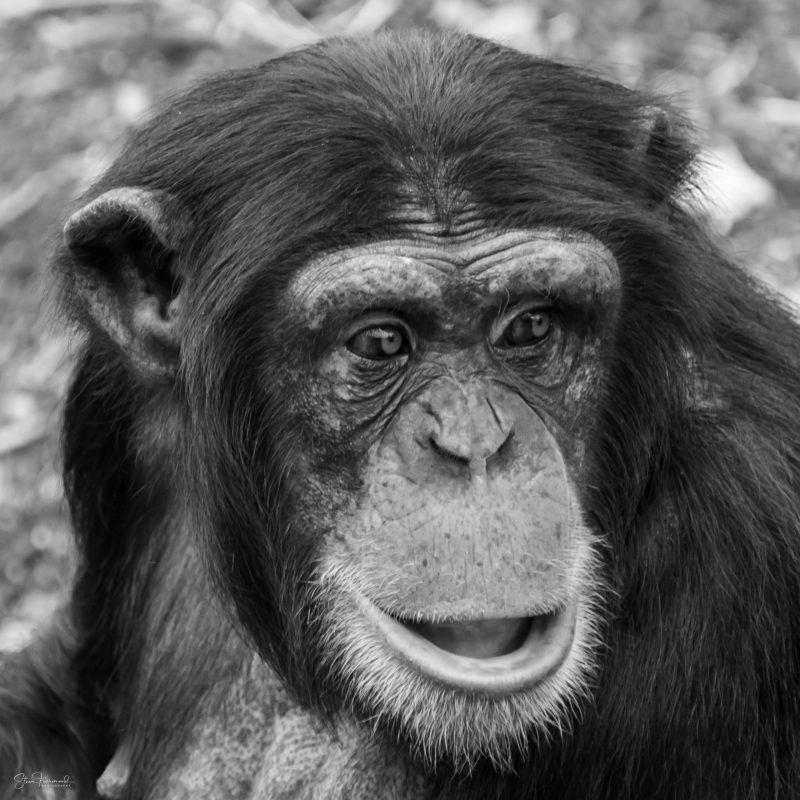 Chimpanzee – Who Me!