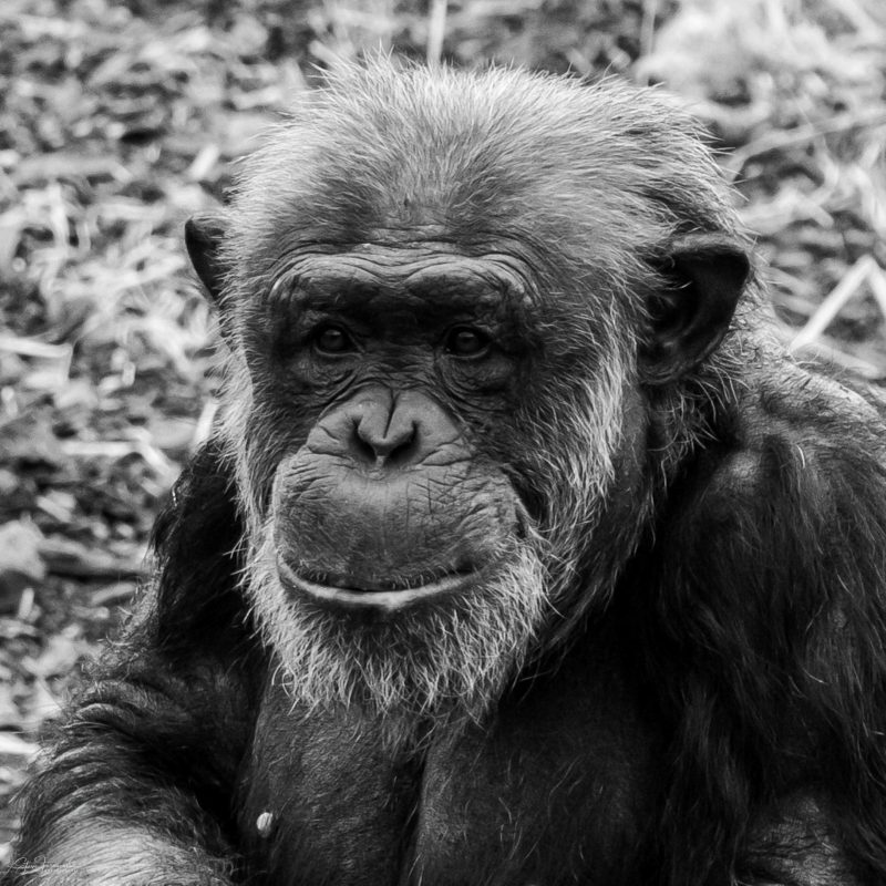 Chimpanzee – Senior Citizen
