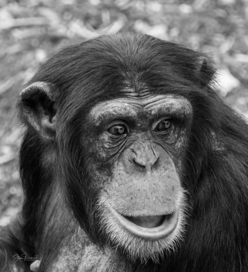 Chimpanzee – Who Me!