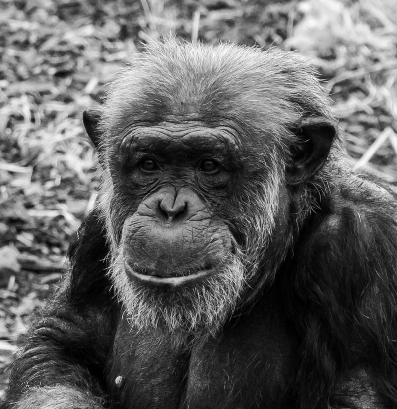 Chimpanzee – Senior Citizen