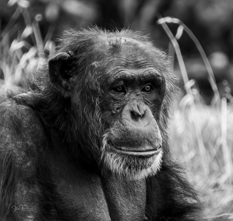 Chimpanzee – Pondering