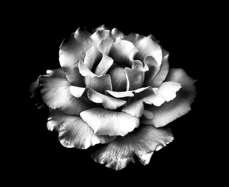 White Rose ~ Black And White Photography