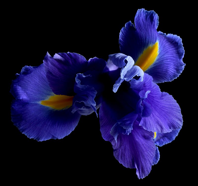 Blue Iris ~ Featured on House Rules High Stakes 2020