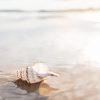 Afternoon Light Seashell