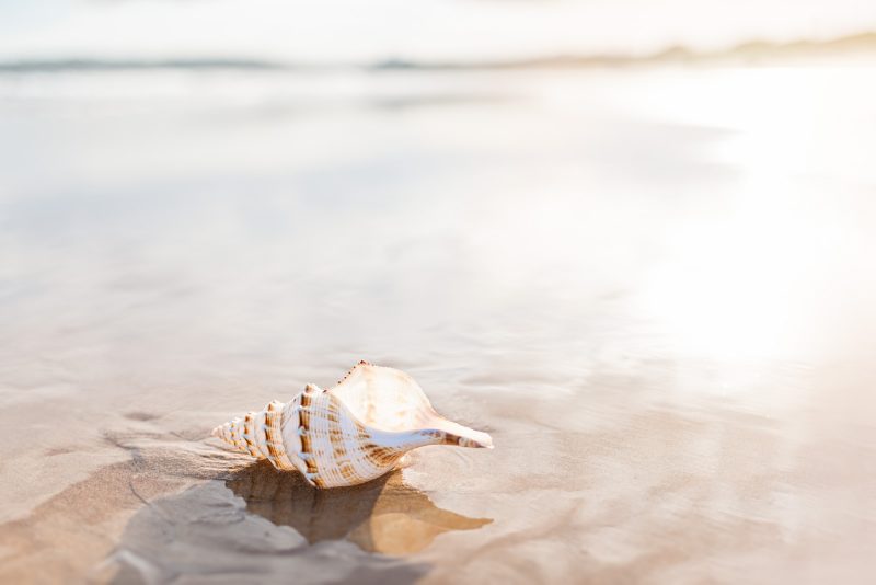 Afternoon Light – Seashell — Ltd Ed Print