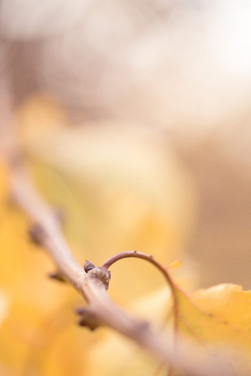 Apricot Autumn Leaves 7 — Ltd Ed Print