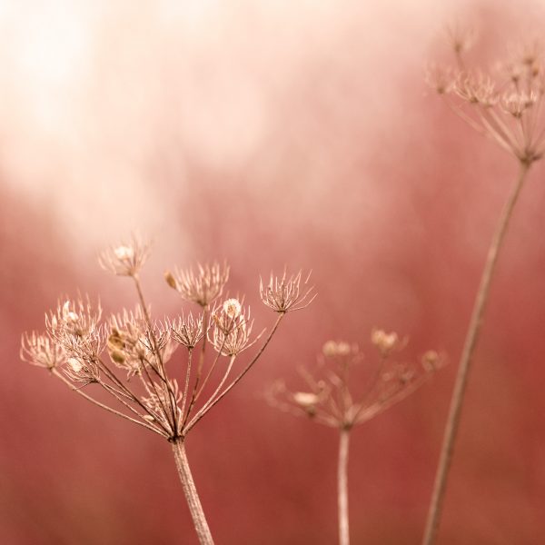 Autumn Seeds Red Background