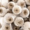 Cluster Of Poppy Seed Pods Colour