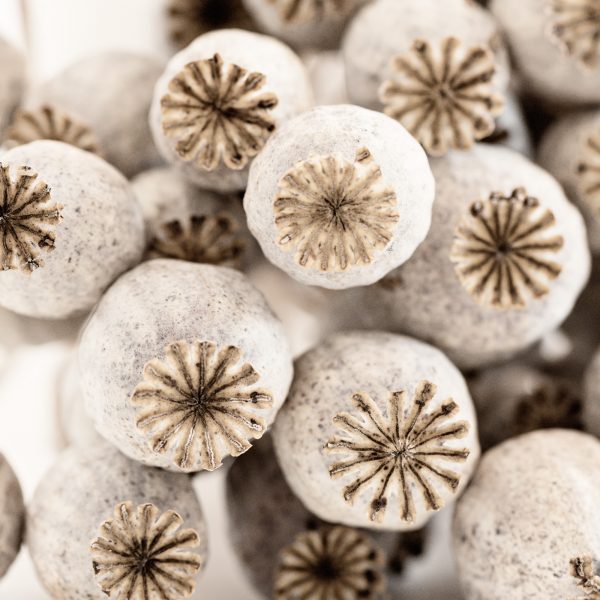 Cluster Of Poppy Seed Pods Colour