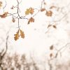 Dreamy Oak Leaves 2